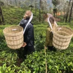 Tea and factory experience2