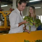 Tea and factory experience5