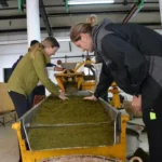 Tea and factory experience6