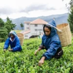 Tea and factory experience7