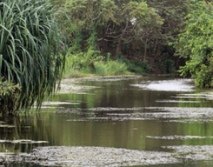 Thalangama wetland (1)