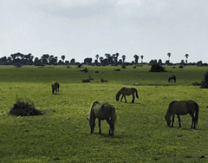 jaffna islands delft