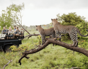 yala national park